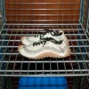 White Mesh Mirage Sneakers White Mesh Mirage Sneakers